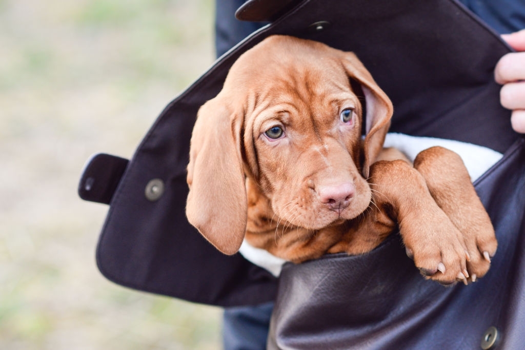 Vizsla puppy peeking out of satchel - Latest Fashion & Lifestyle Trends