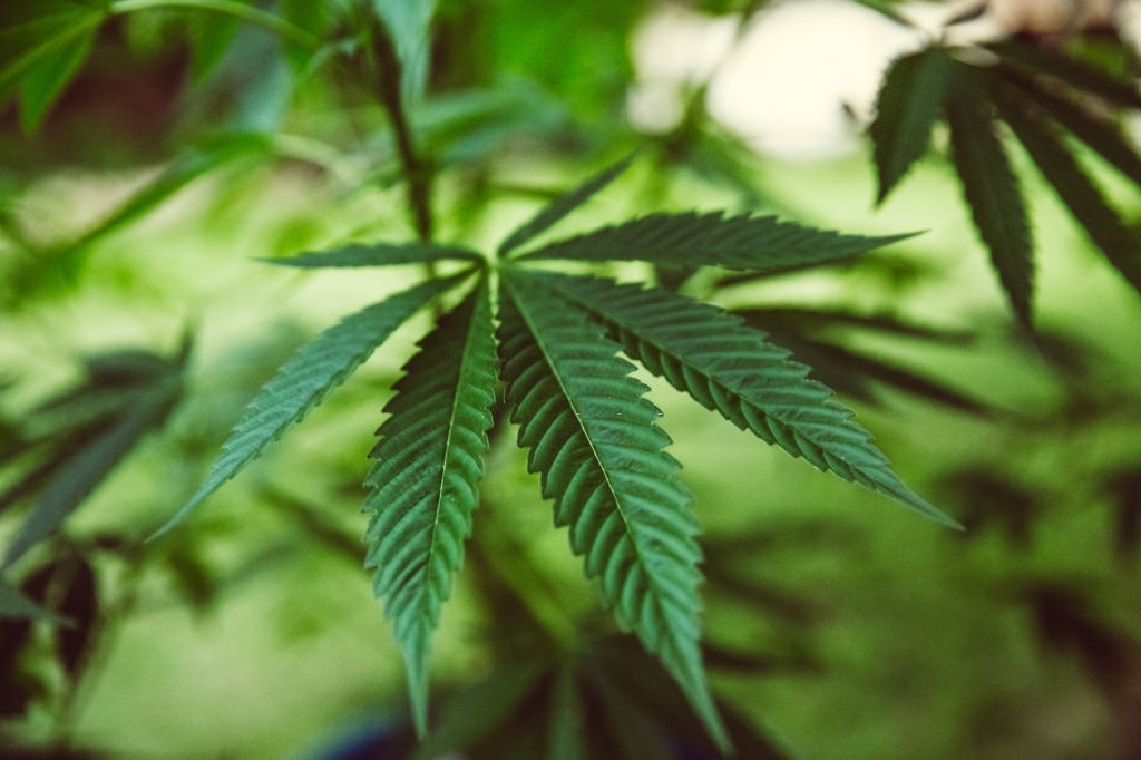 86 - Latest Fashion & Lifestyle Trends CBD vs. THC: What’s the Difference?