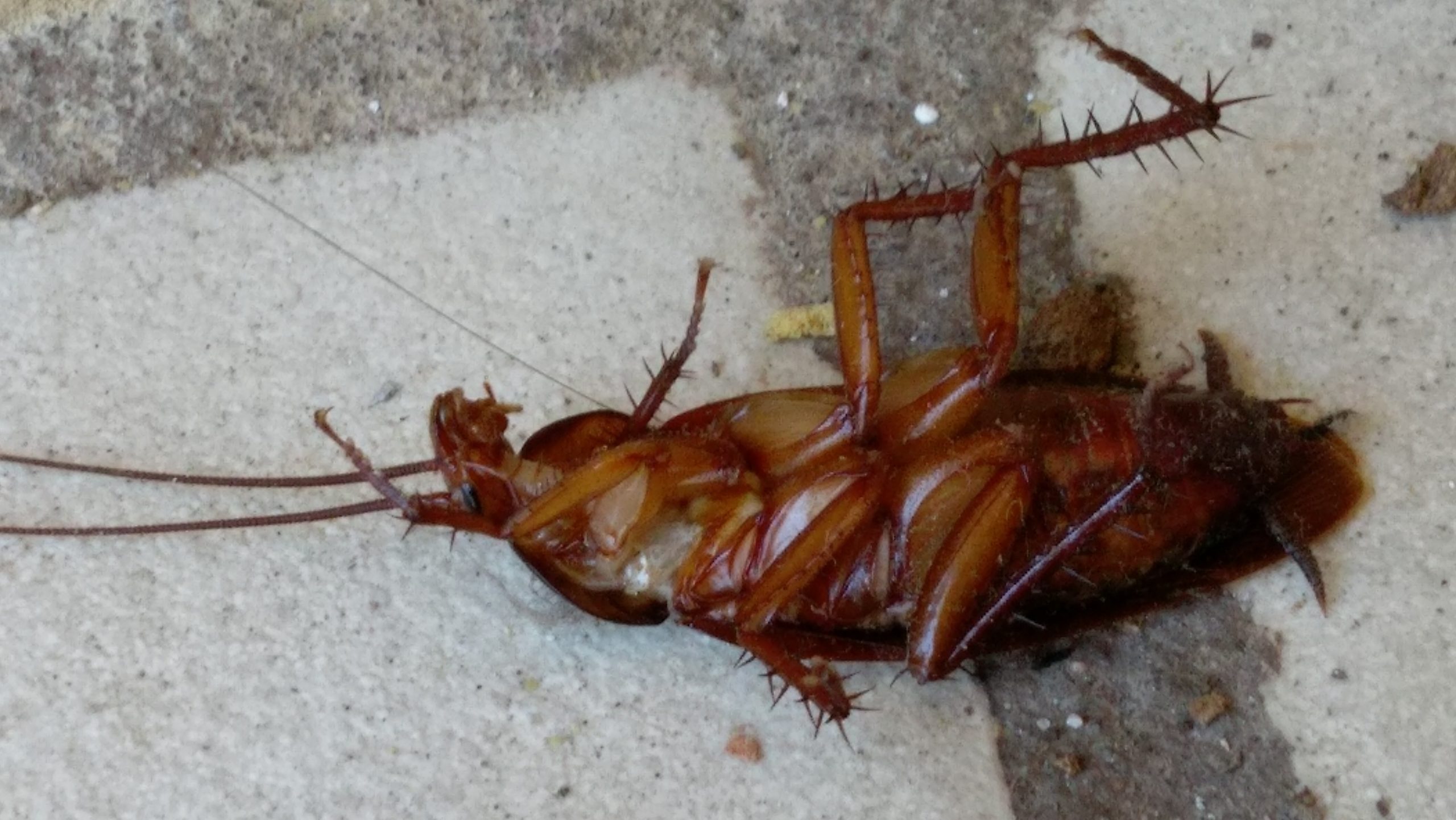 - Latest Fashion & Lifestyle Trends How much does an exterminator cost