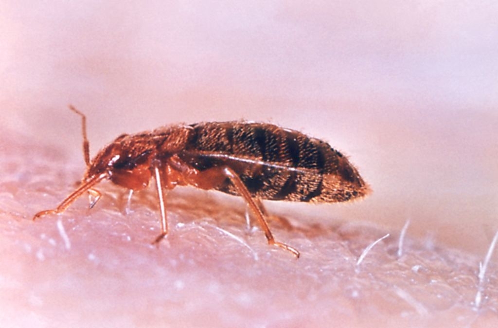 bed bugs - Latest Fashion & Lifestyle Trends bed bug bites