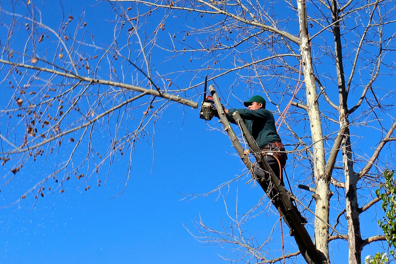 Tree & Stump Removal Services in London