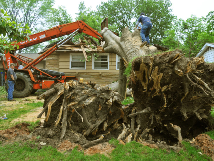How much does it cost to hire a Tree Removal Service?