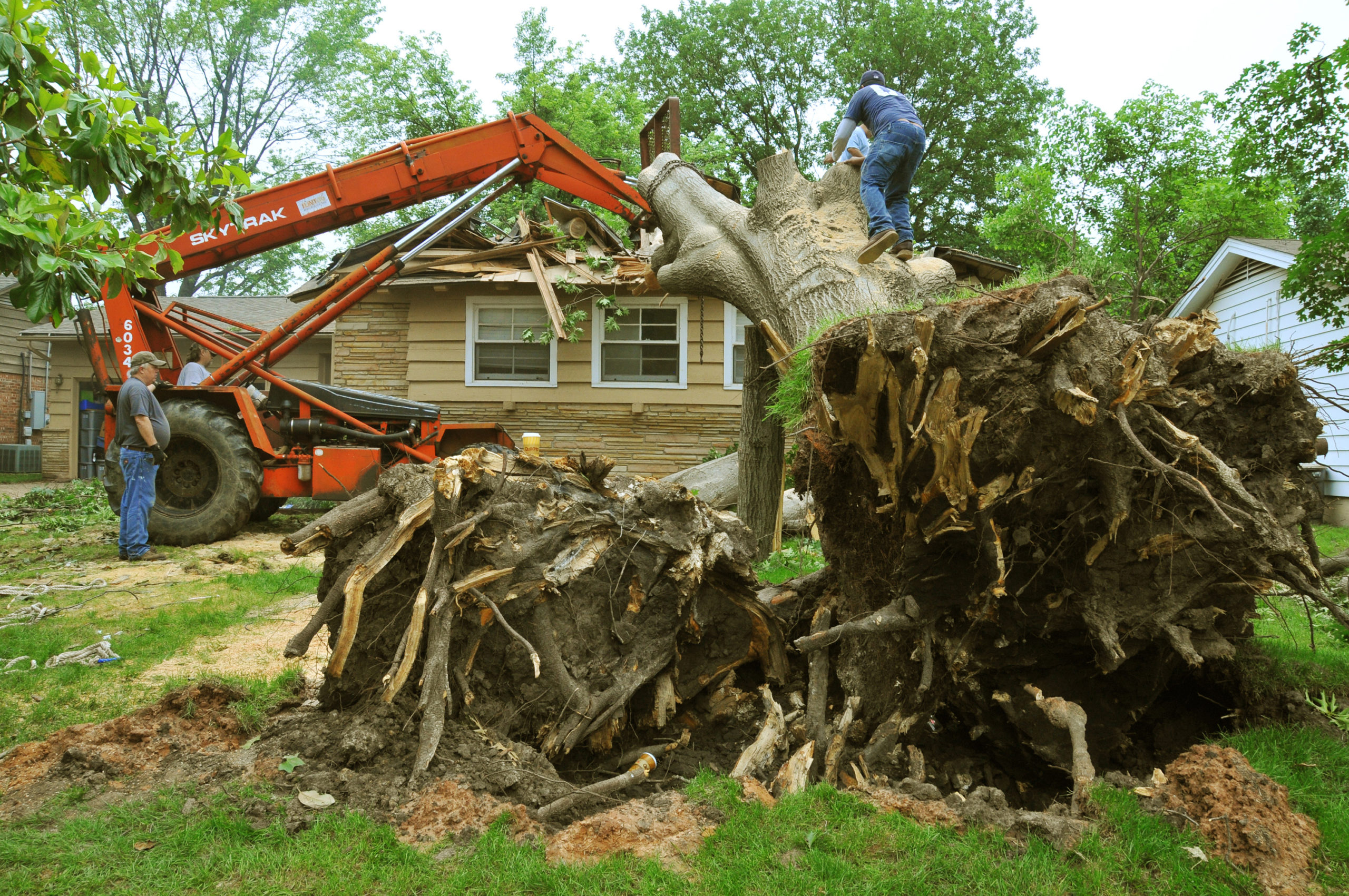 Cost to Cut Down a Tree