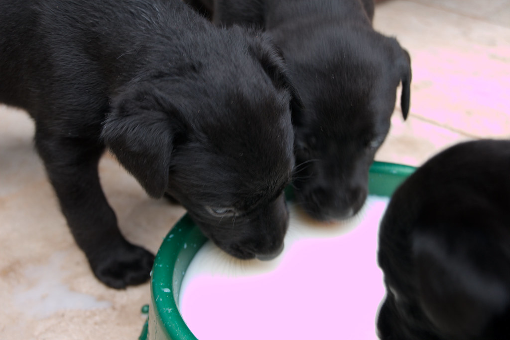 puppies consuming dairy products
