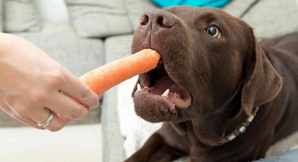 woman feeding carrot to pet dog