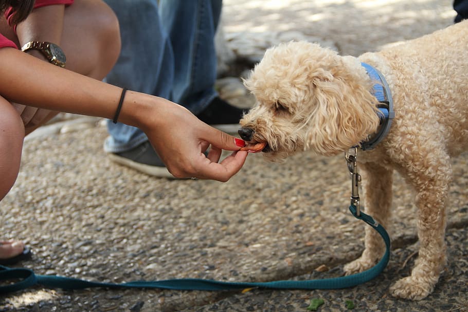 dog-eating-treat-dog-pet - Latest Fashion & Lifestyle Trends list of safe human foods for dogs