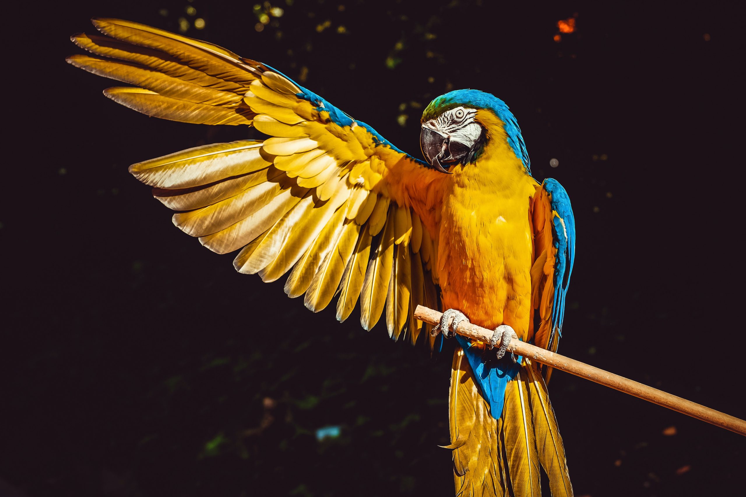 pet bird species - Latest Fashion & Lifestyle Trends pet bird species