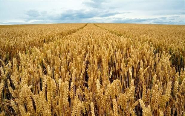 wheat - Latest Fashion & Lifestyle Trends wheat germ