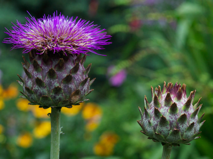 What are Cardoons, and What Do They Symbolize?