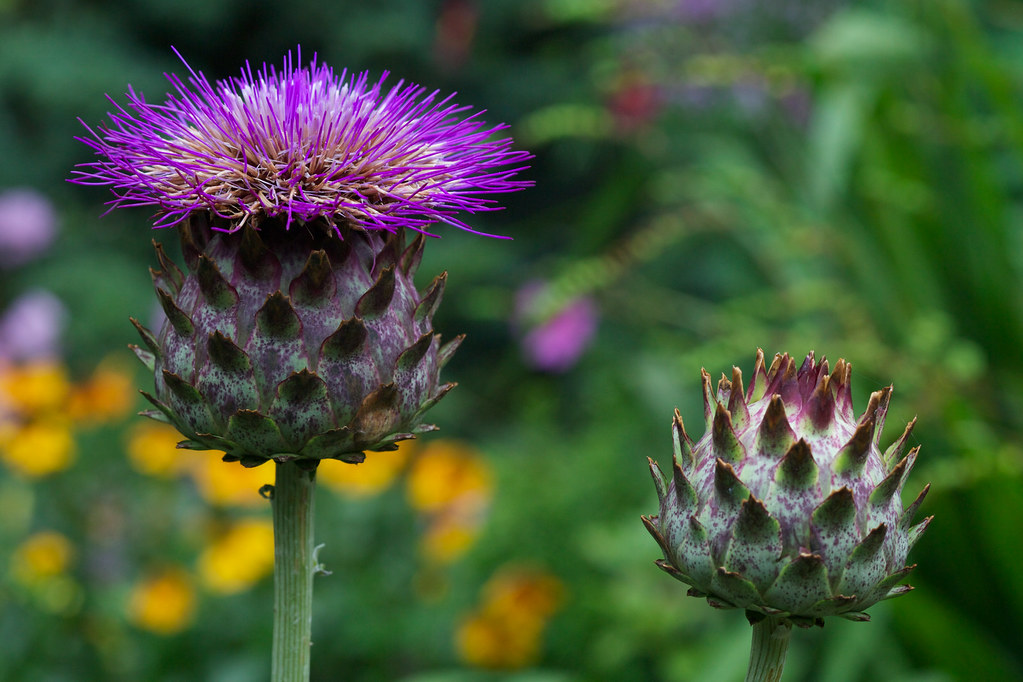 what are cardoons