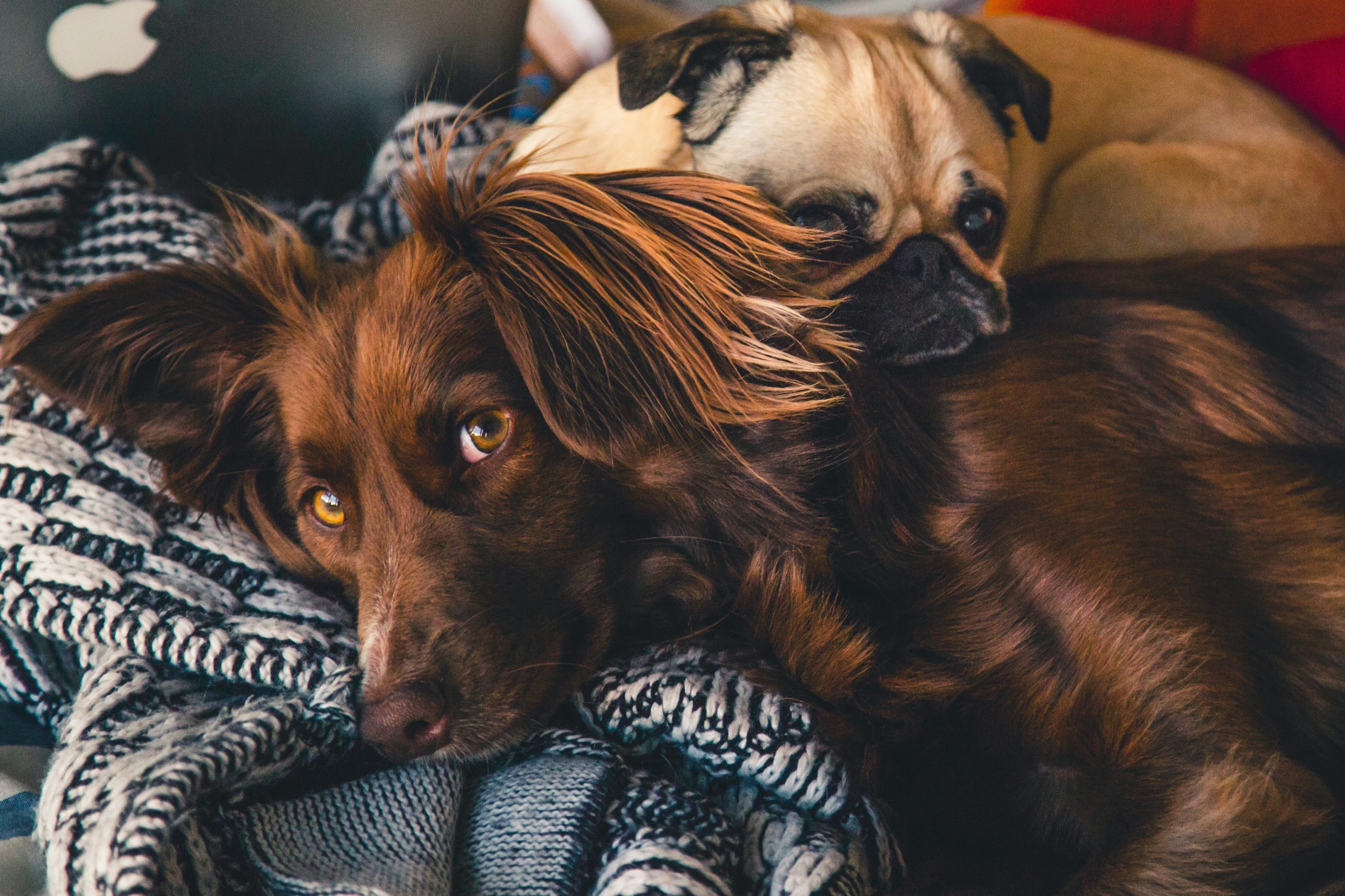 types of dog breeds - Latest Fashion & Lifestyle Trends types of dog breeds