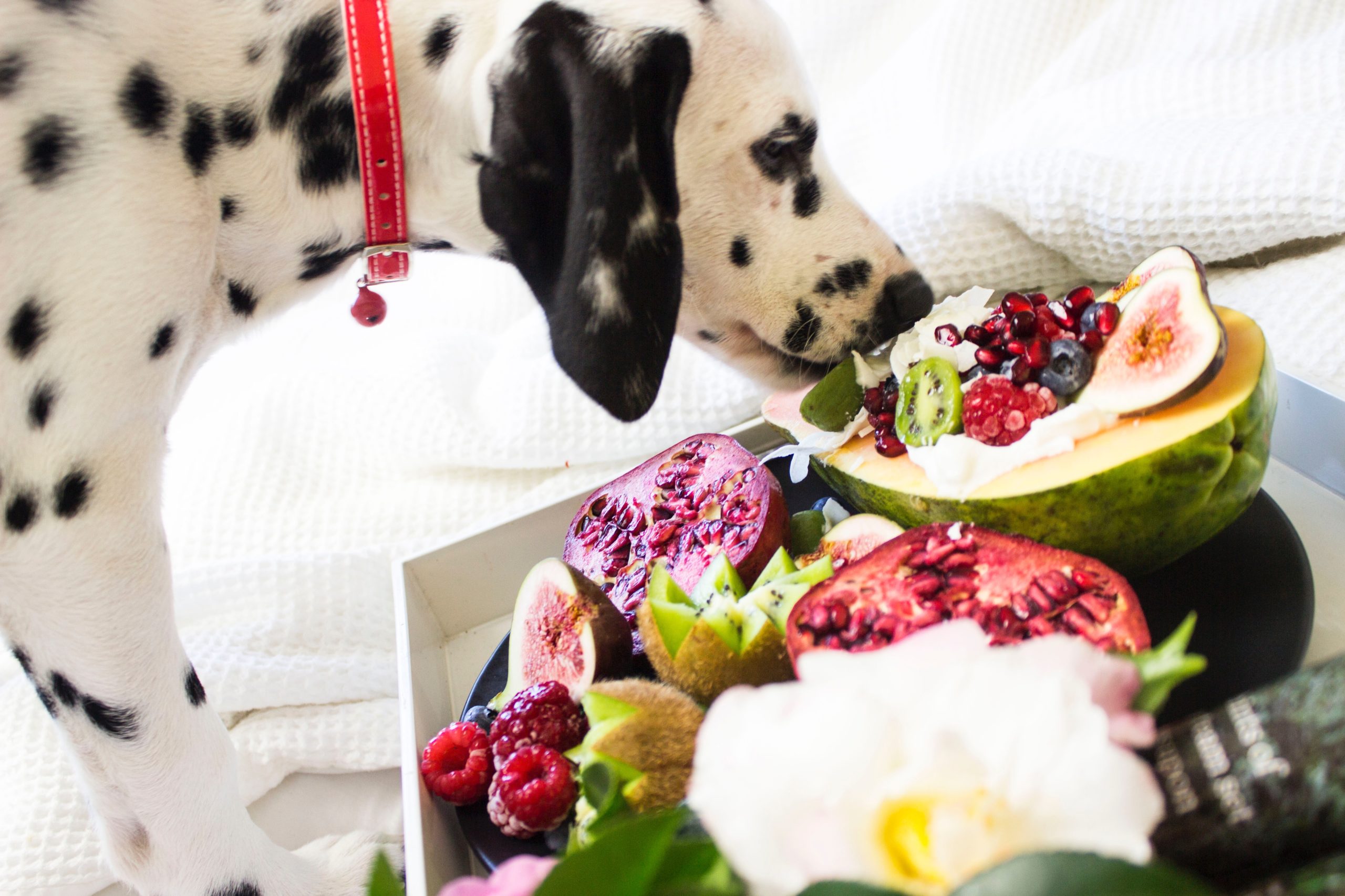 what fruits and vegetables can dogs eat