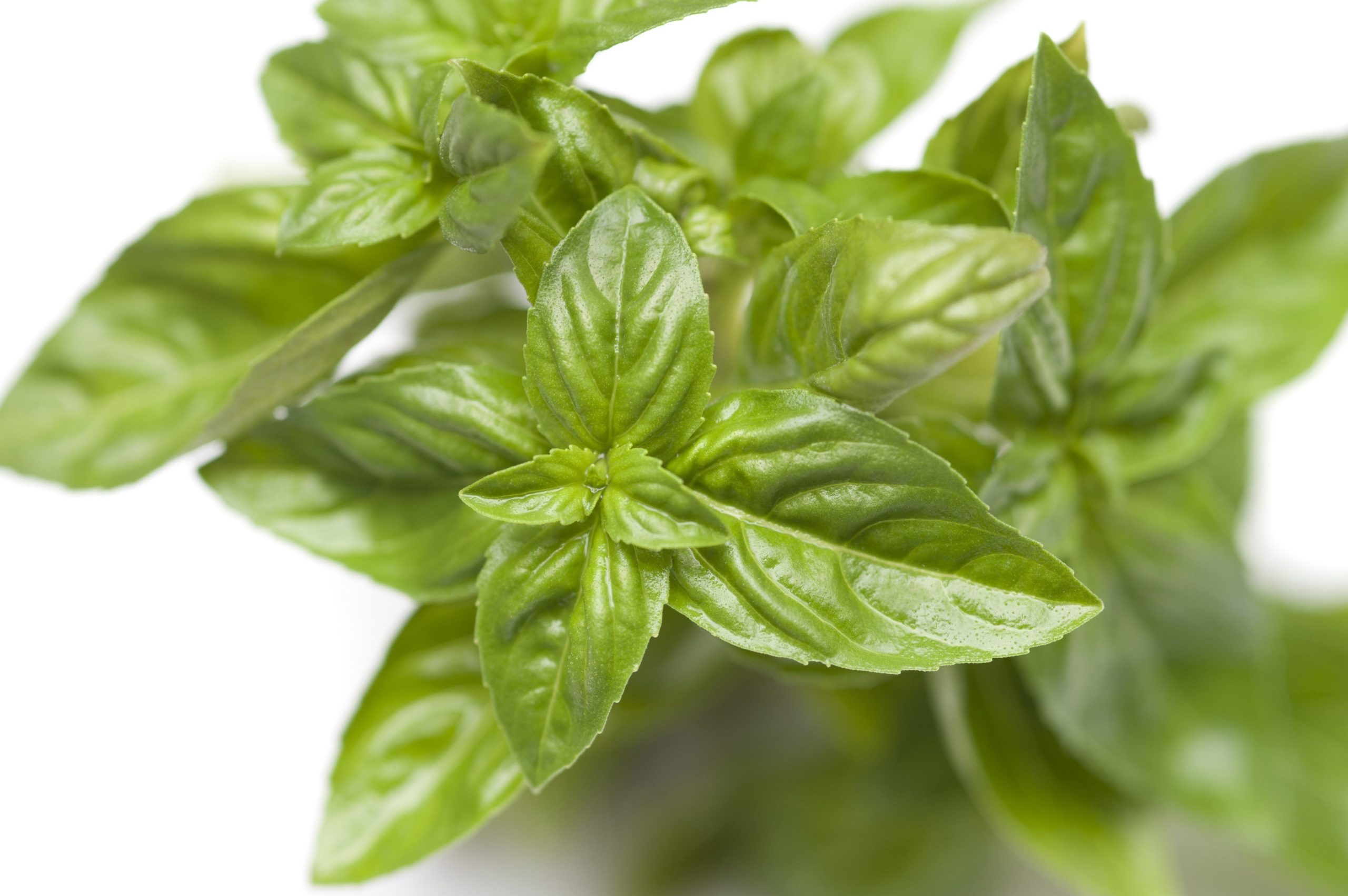 herbs to lower blood pressure