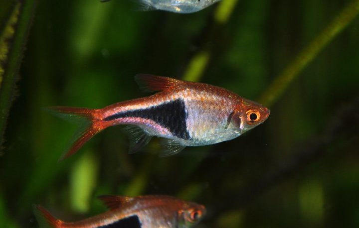 What is Harlequin Rasbora: Know about the Fish Breed and Profile