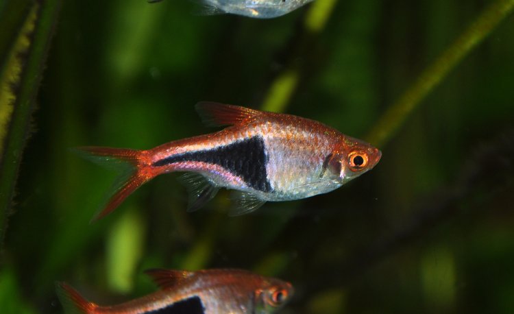 306279 - Latest Fashion & Lifestyle Trends Harlequin Rasbora