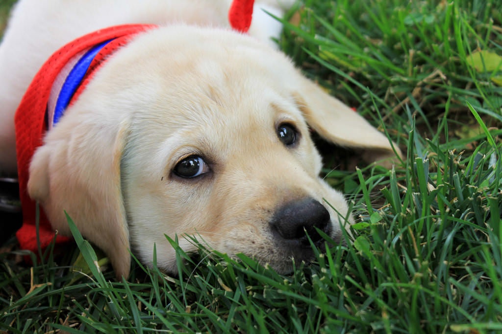 6-puppie-flickr-riekhavoc - Latest Fashion & Lifestyle Trends Best dogs for first-time owners