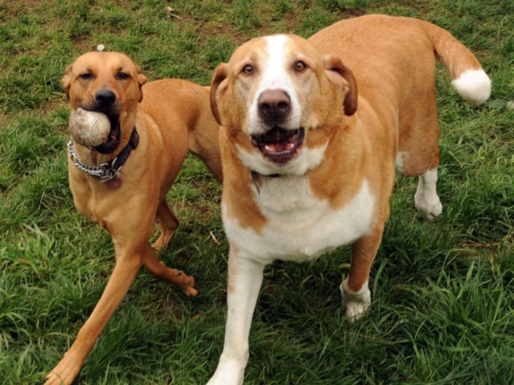 How to Introduce Dogs to Each Other: Best ways to Introduce Dogs