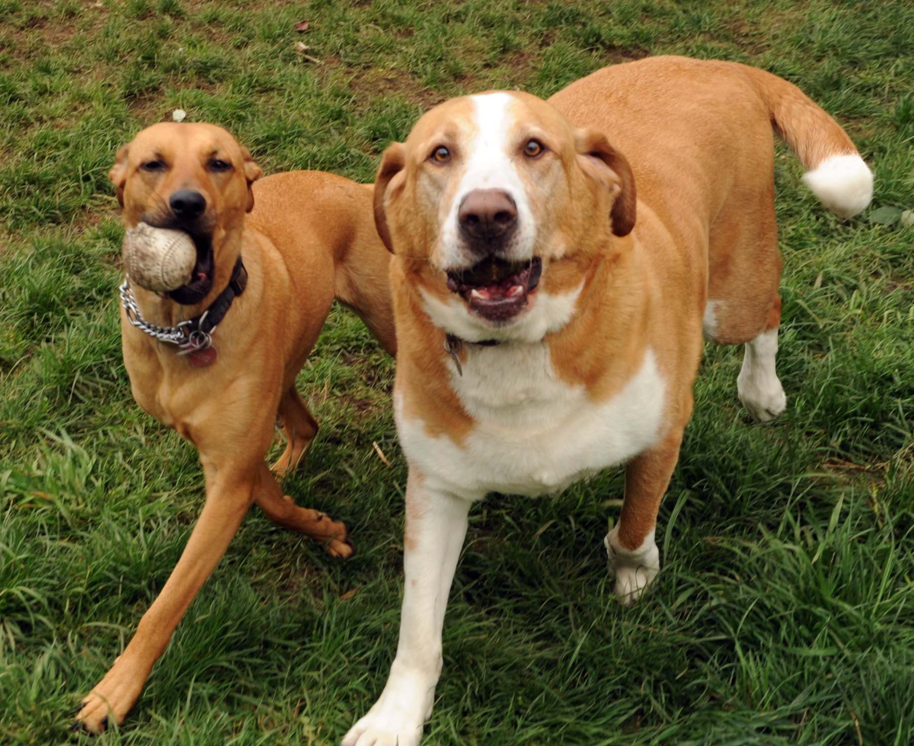 6206823614_69a4d7e4a0_o - Latest Fashion & Lifestyle Trends How to introduce dogs to each other