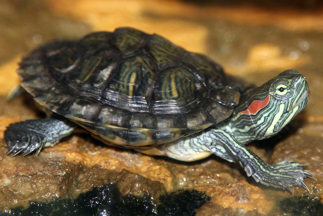 Baby Red-Eared Slider Turtle