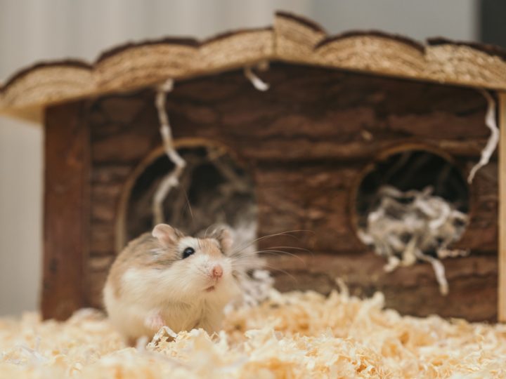 Chinese Hamster: Origin, Diet, Habitat, and Disease