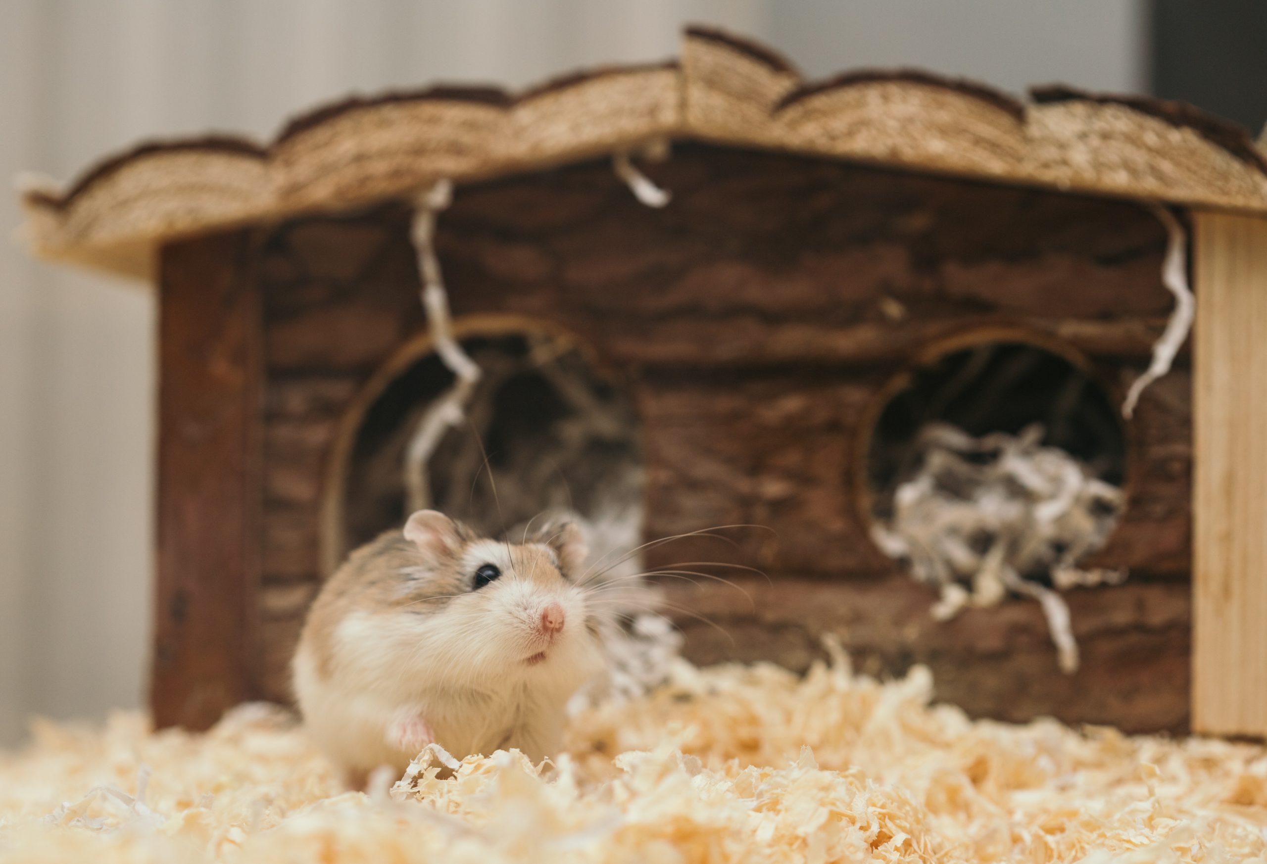 pexels-ellie-burgin-3362697 - Latest Fashion & Lifestyle Trends Chinese hamster