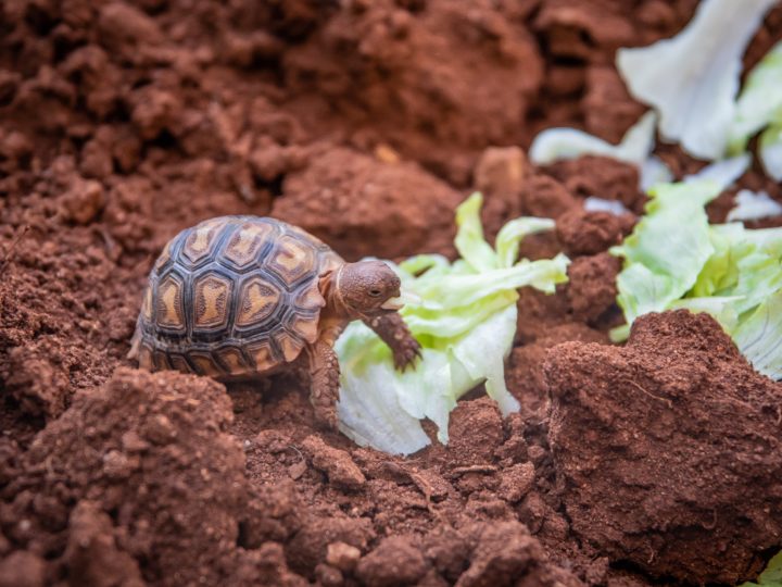 How Can You Take Care Of Your Baby Turtle?