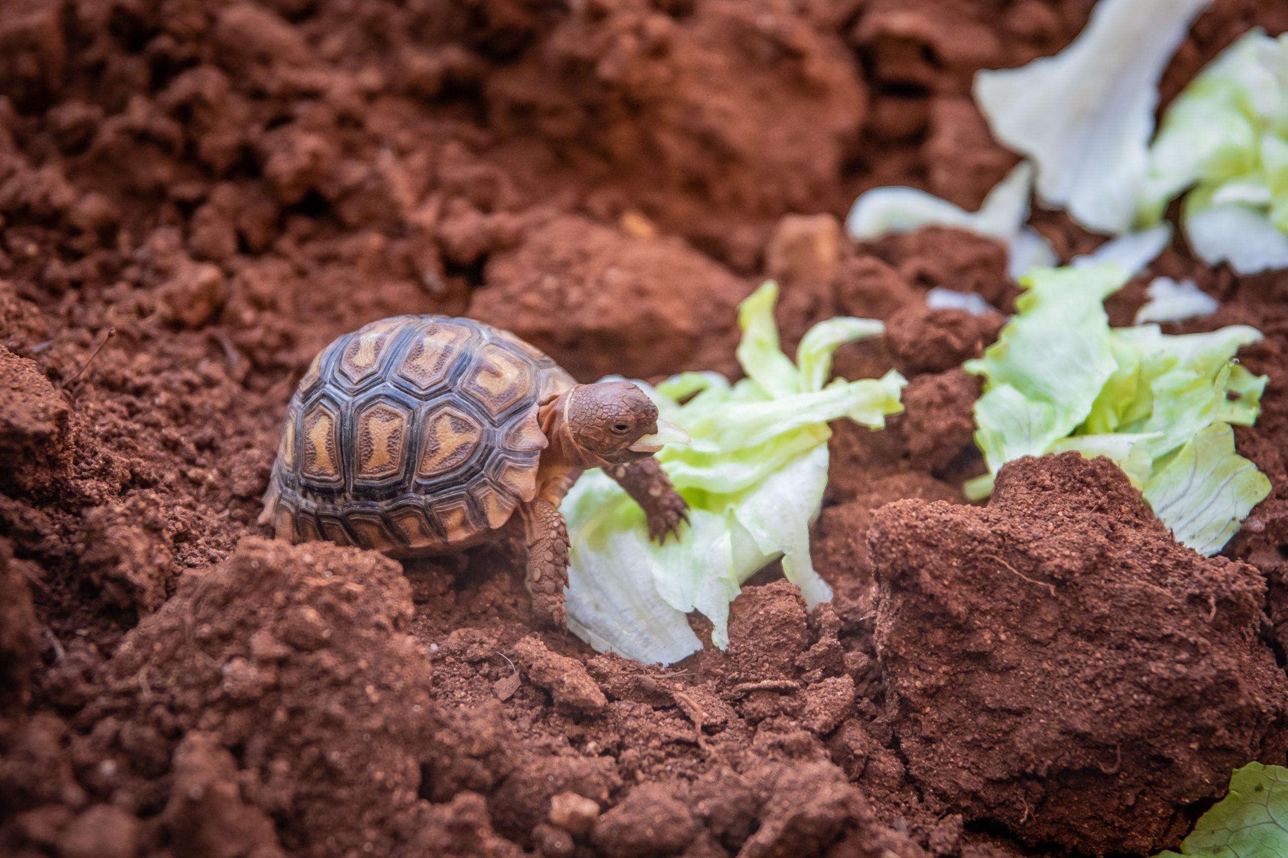 how to take care of a baby turtle