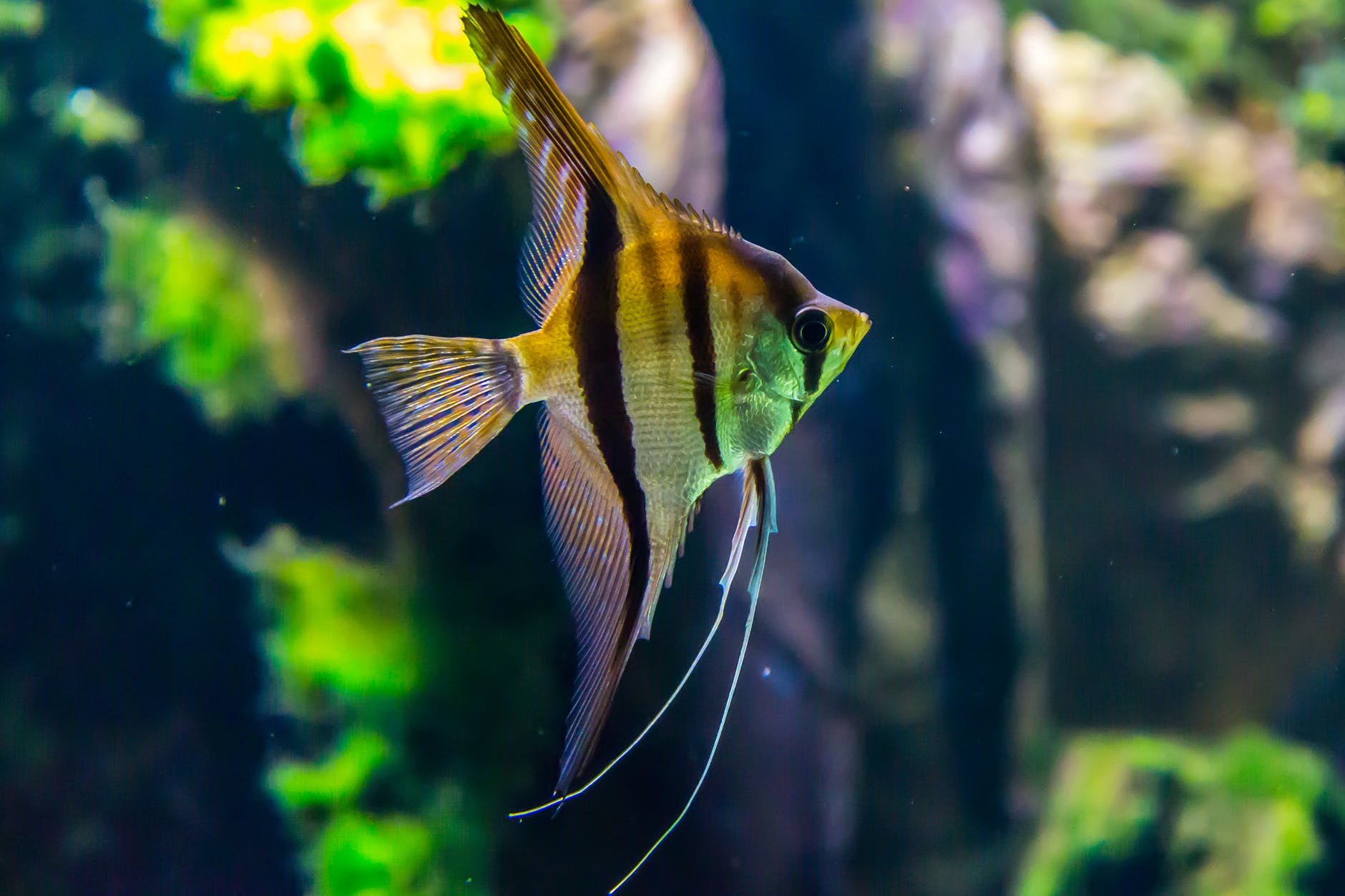 pexels-photo-1677116 - Latest Fashion & Lifestyle Trends fish tank ideas
