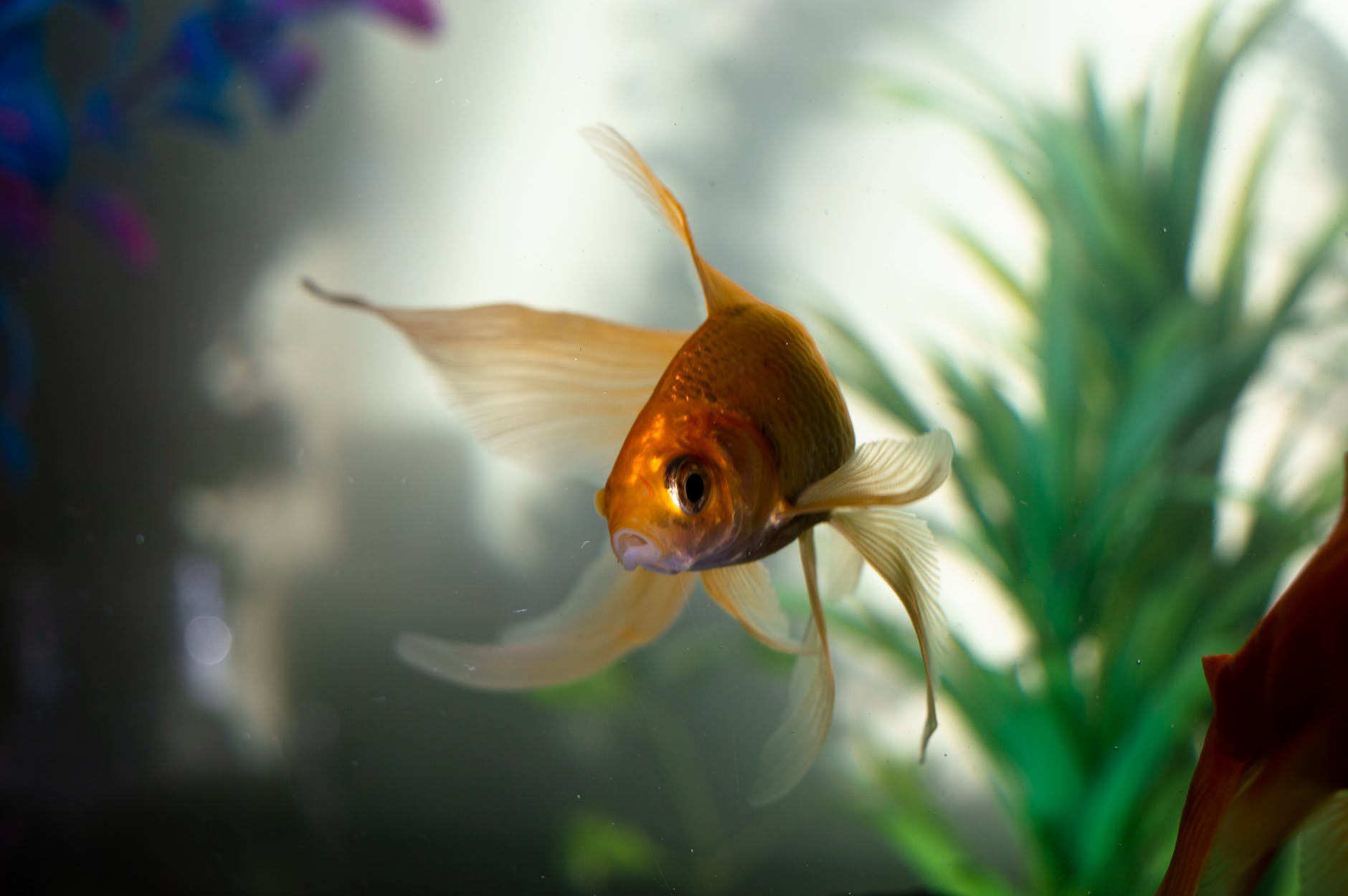 pexels-photo-2053815 - Latest Fashion & Lifestyle Trends easy aquarium plants