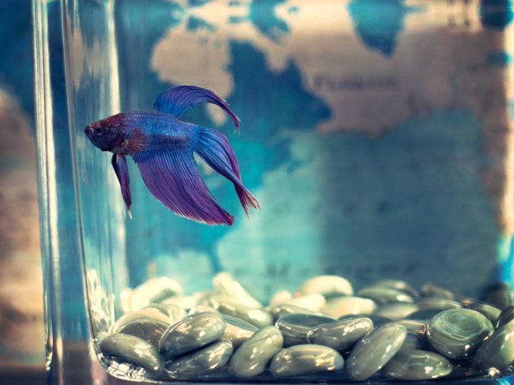 How To Clean A Betta Fish Tank The Right Way