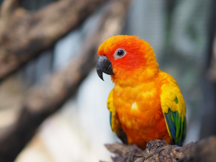 Types Of Conures You Can Keep At Your Home