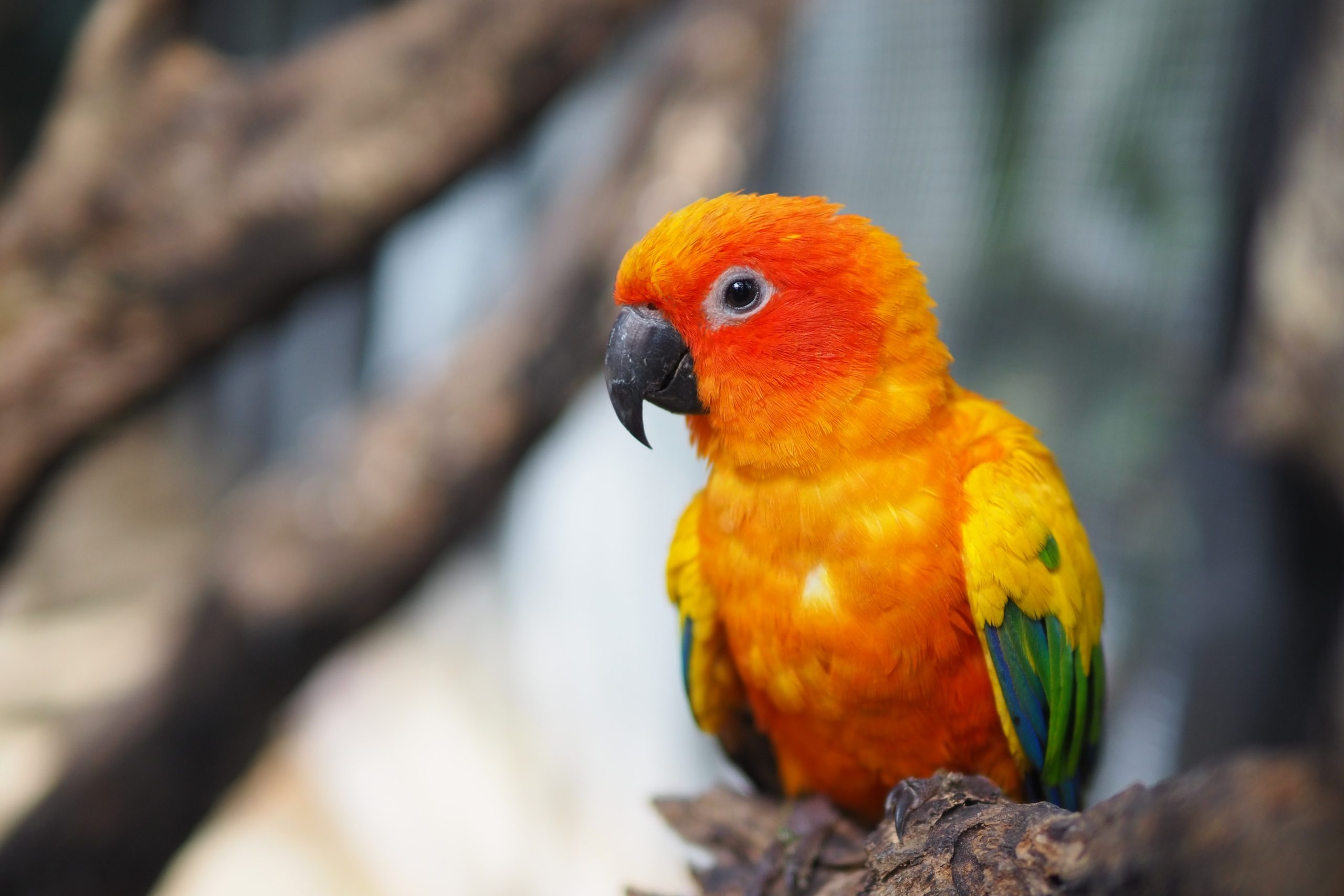 types of conures