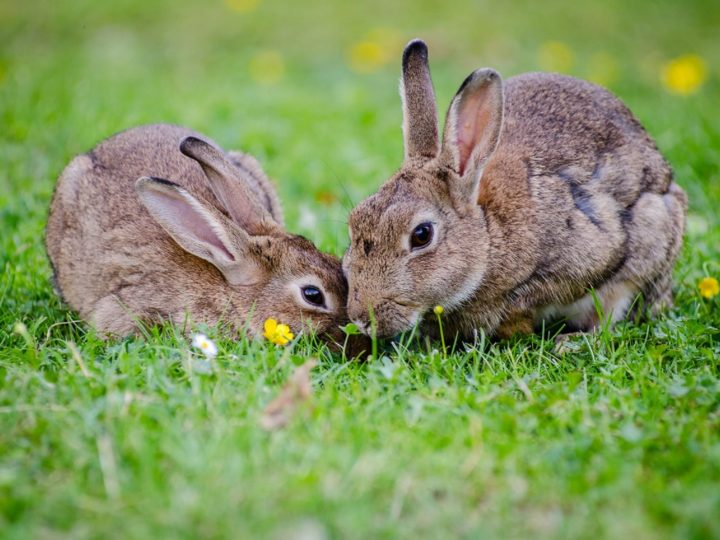 Best Rabbit Repellent Methods To Protect Your Garden