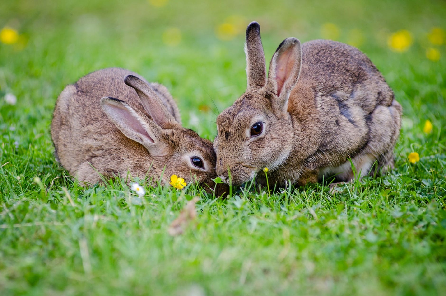 european-rabbits-bunnies-grass-wildlife (1) - Latest Fashion & Lifestyle Trends rabbit repellent