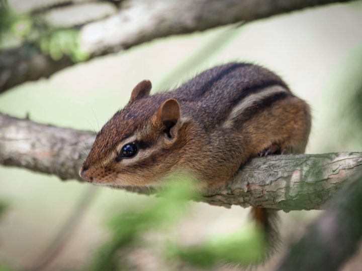 How To Get Rid Of Chipmunks In Yard?