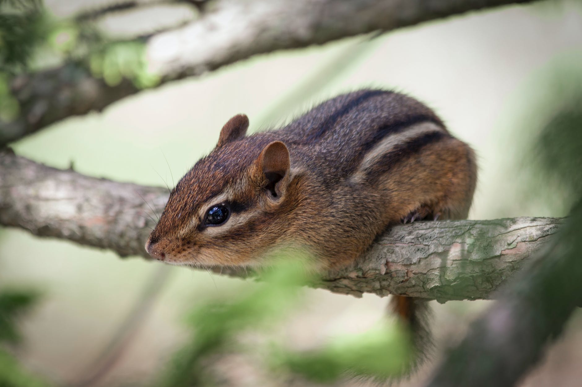 ways to get rid of chipmunks