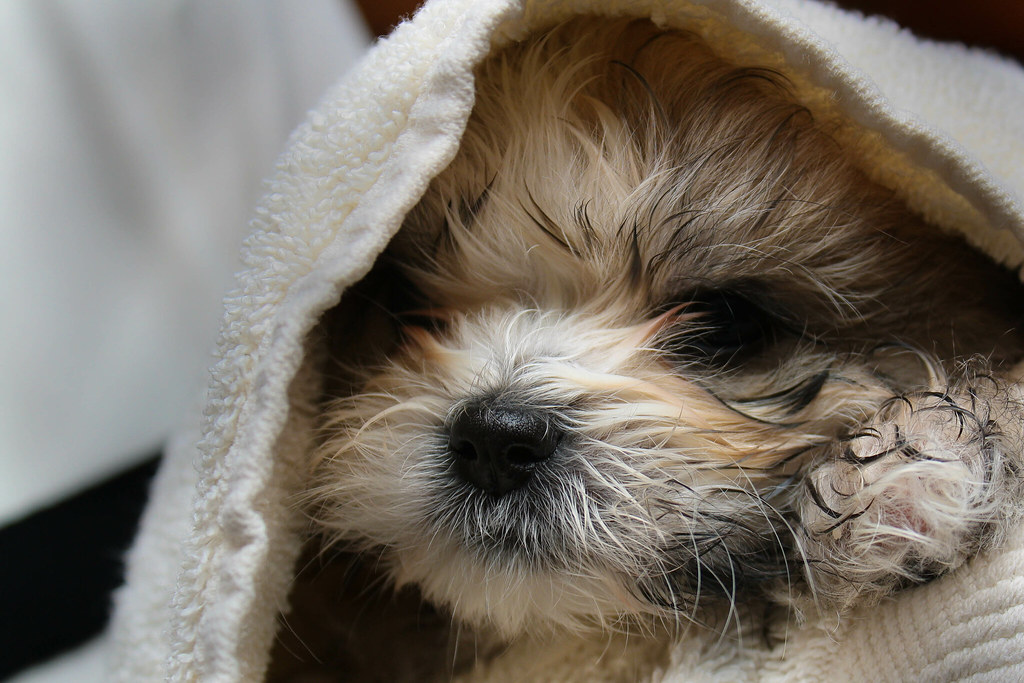 - Latest Fashion & Lifestyle Trends best smelling dog shampoo