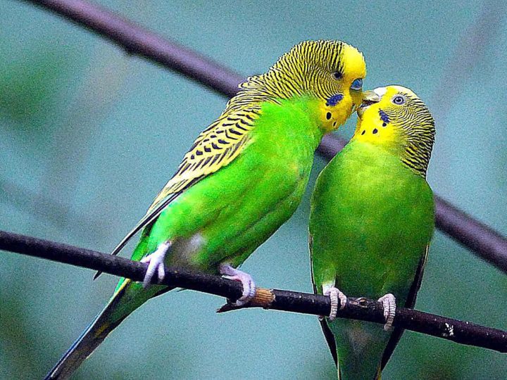 A Complete Guide To The Budgie Bird
