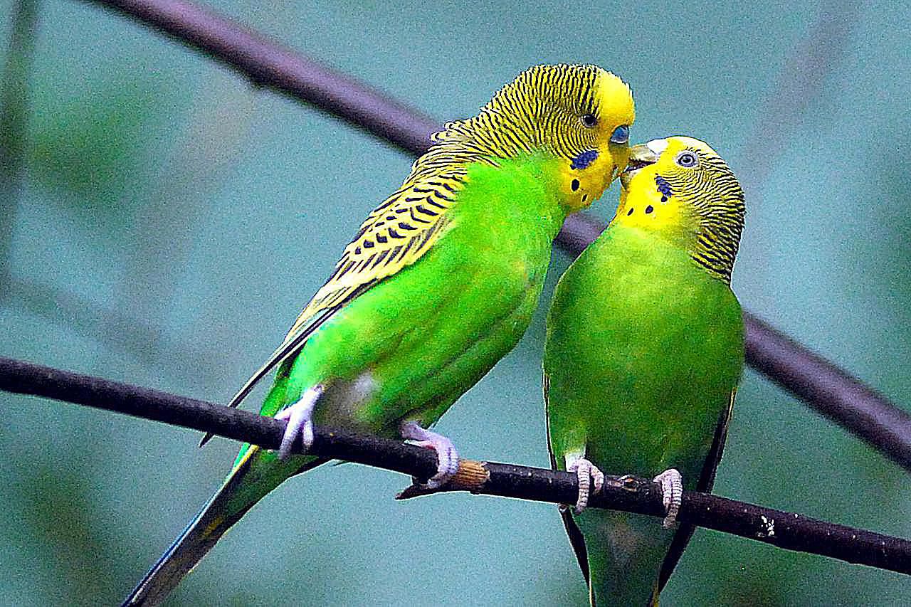 budgie bird