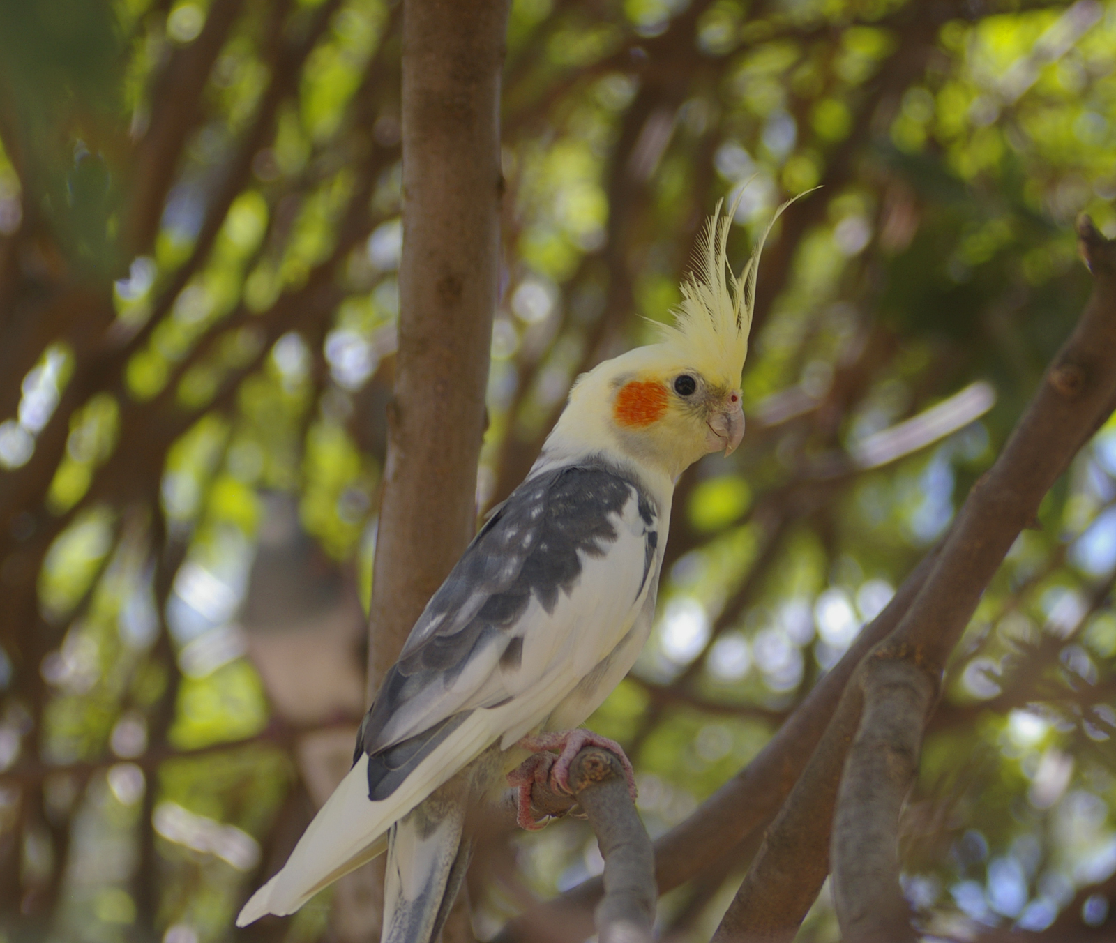 best pet birds for beginners