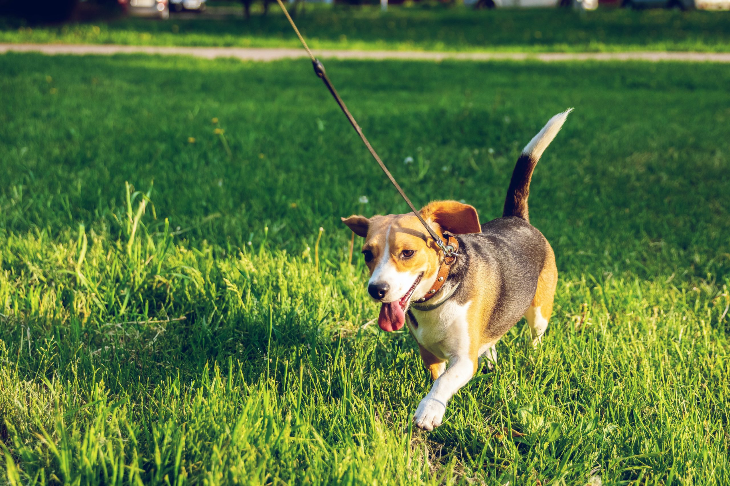 best dog leash