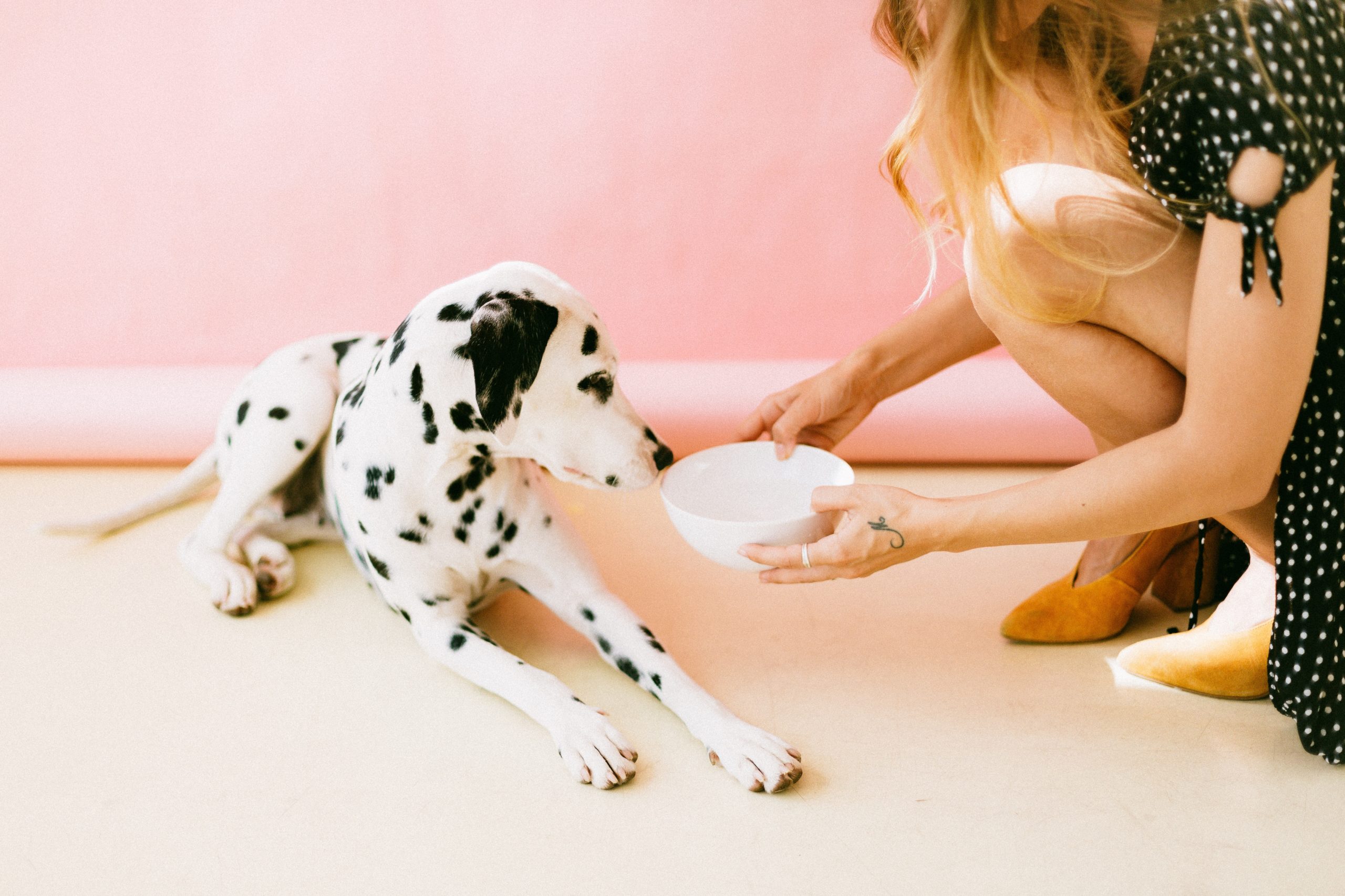 best dog bowls