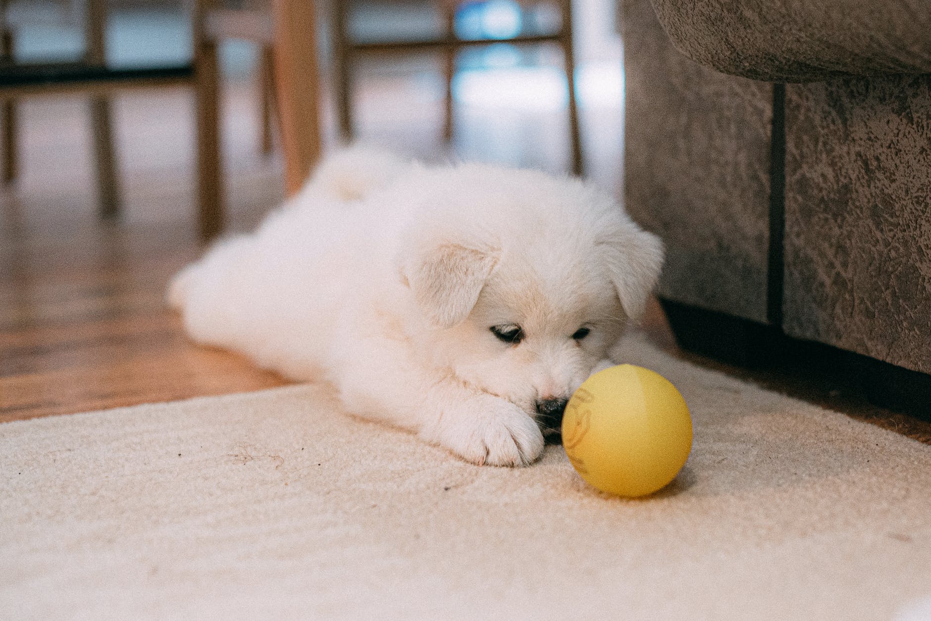 pexels-photo-3860306 - Latest Fashion & Lifestyle Trends best puppy pads