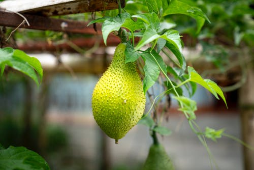 Best Vegan Jackfruit Recipes To Try This Season