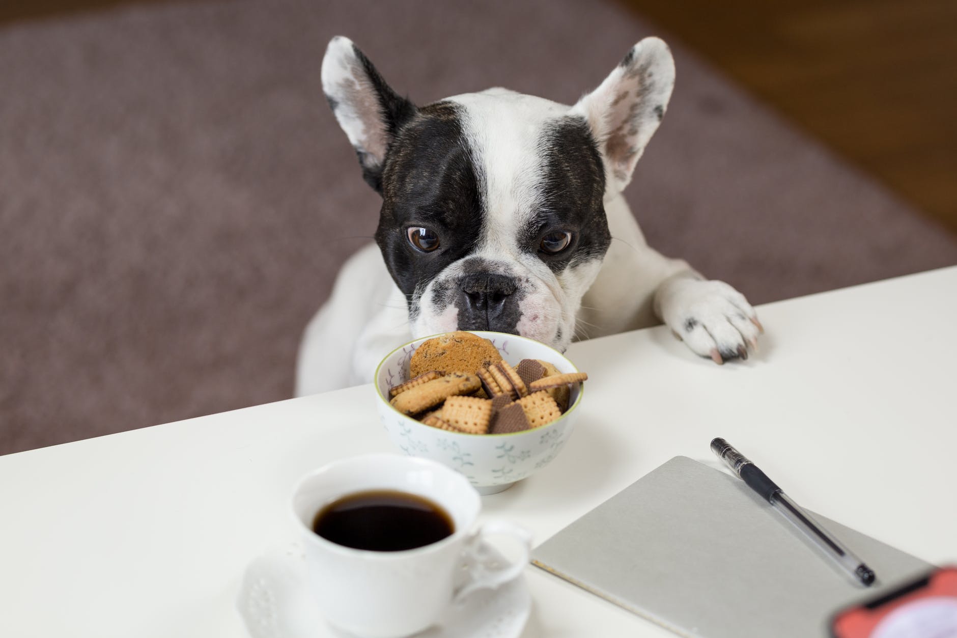 pexels-photo-688961 - Latest Fashion & Lifestyle Trends dog food delivery service