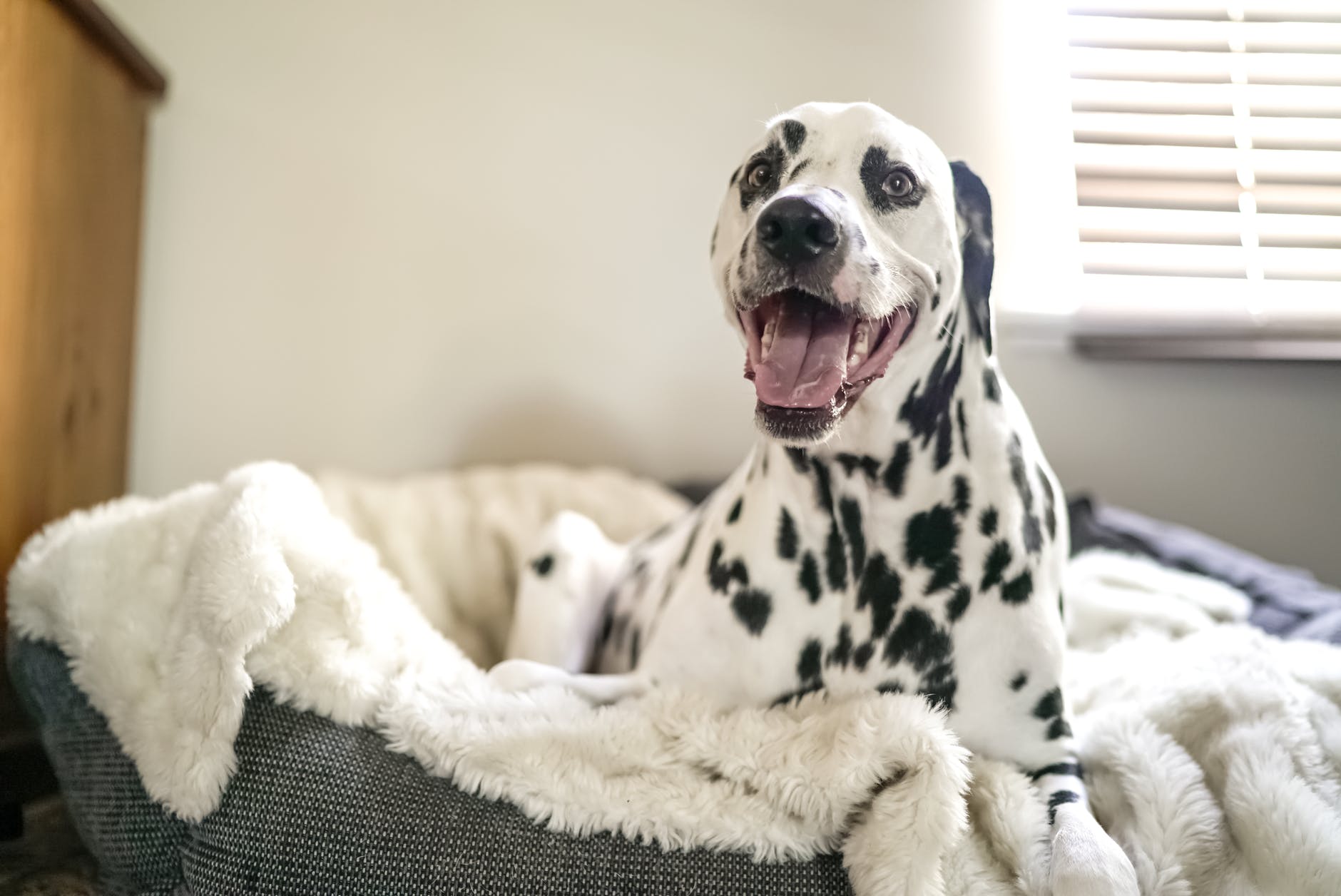 washable dog bed