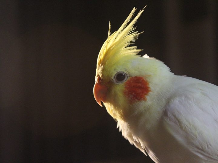 Cockatiel Bird: A Complete Guide To The Little Beauty