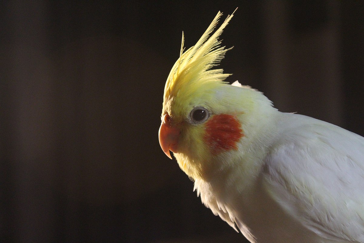 cockatiel bird