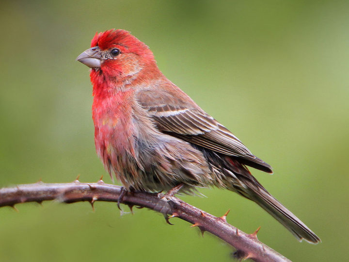 Top Quiet Pet Birds To Have A Peaceful Companion