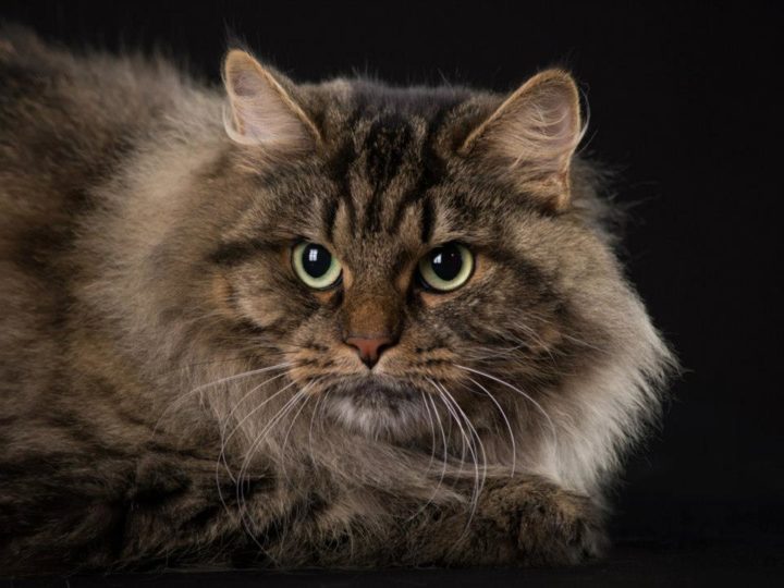 Most Hypoallergenic Cat Breeds For People With Allergies